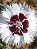 Dianthus Stargazer