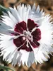 Dianthus Stargazer