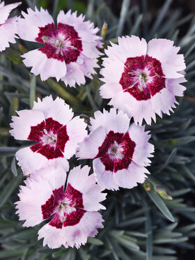 Photo of DIANTHUS RUBY SNOW*