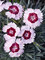 Dianthus Ruby Snow