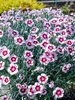 Dianthus Ruby Snow