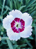 Dianthus Ruby Snow