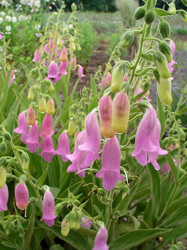 Digitalis Spanish Peaks Bluestone Perennials