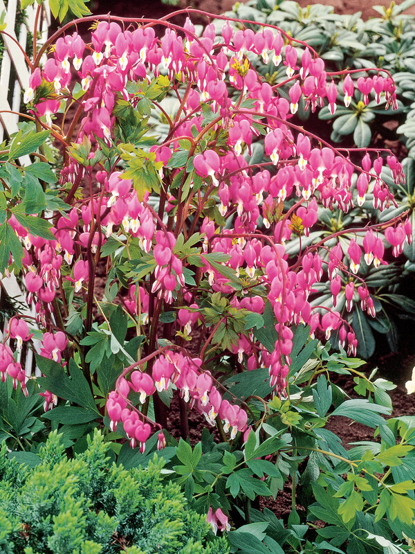 Dicentra Rosea