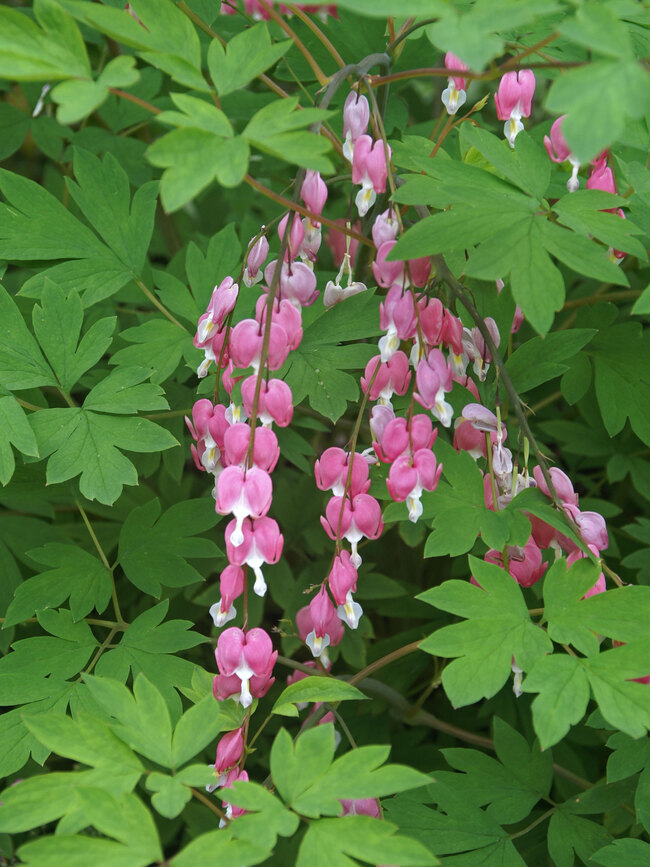 Dicentra Rosea Bluestone Perennials