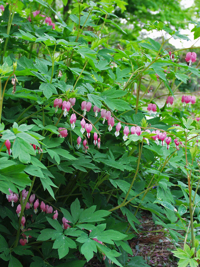 Dicentra Rosea Bluestone Perennials