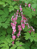 Dicentra Rosea
