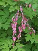 Dicentra Rosea