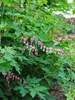 Dicentra Rosea