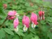 Dicentra Rosea