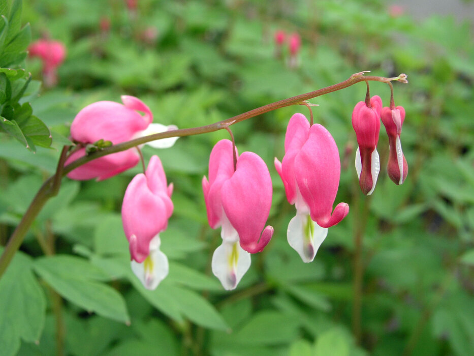 Dicentra Rosea Bluestone Perennials