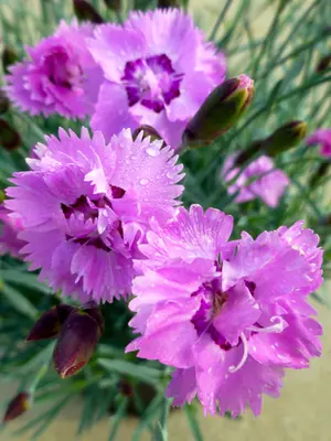 Link to Dianthus Silver Strike