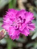 Dianthus Silver Strike