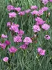 Dianthus Silver Strike