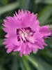 Dianthus Silver Strike