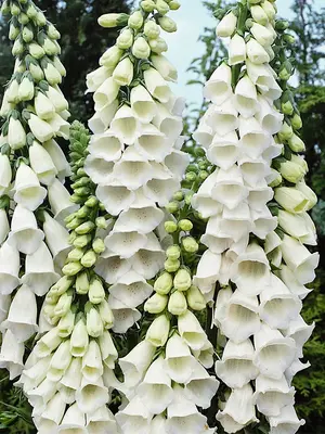 Link to Digitalis Snow Thimble