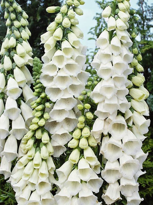 Image of Foxglove tall white perennial