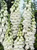 Digitalis Snow Thimble