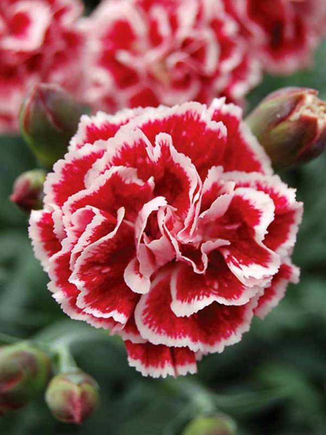 Dianthus Sugar Plum