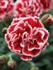 Dianthus Sugar Plum