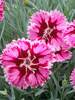 Dianthus Superstar