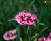 Dianthus Superstar