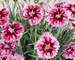 Dianthus Superstar