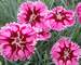 Dianthus Superstar