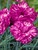 Dianthus Cosmic Pink Swirl