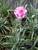 Dianthus Cosmic Pink Swirl
