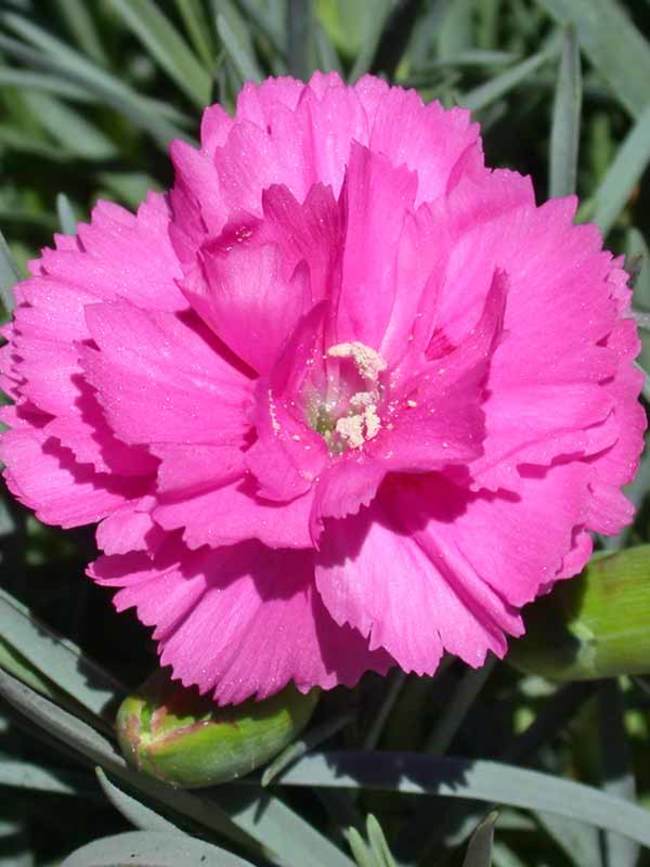 Dianthus Tickled Pink -- Bluestone Perennials