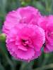 Dianthus Tickled Pink