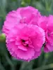 Dianthus Tickled Pink