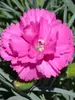 Dianthus Tickled Pink