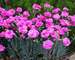 Dianthus Tickled Pink