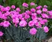 Dianthus Tickled Pink