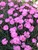Dianthus Tiny-Rubies