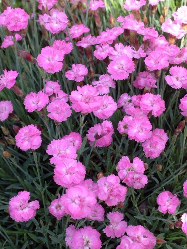 Dianthus Tiny-Rubies