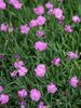 Dianthus Tiny-Rubies