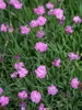 Dianthus Tiny-Rubies