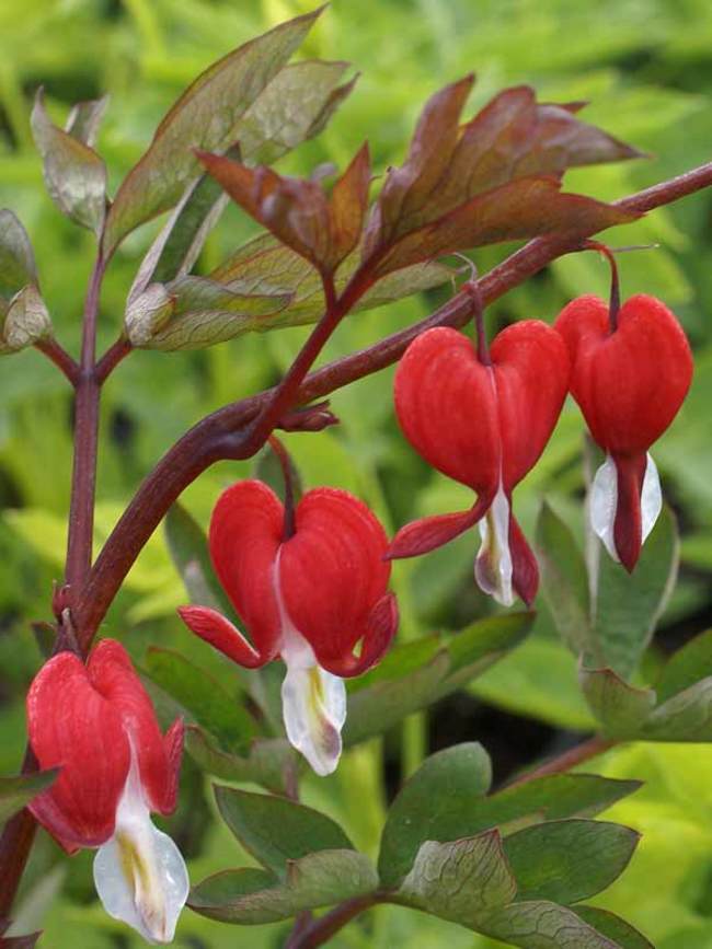 Dicentra Valentine