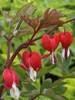 Dicentra Valentine