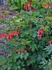 Dicentra Valentine