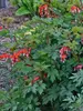 Dicentra Valentine