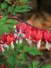 Dicentra Valentine