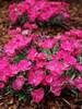 Dianthus Vivid Bright Light