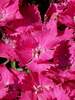 Dianthus Vivid Bright Light