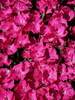 Dianthus Vivid Bright Light