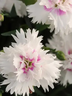 Link to Dianthus Everlast&#153; White
