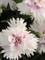 Dianthus Everlast White